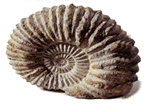 ammonite